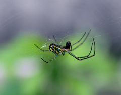 Leucauge venusta