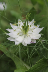 Nigella damascena