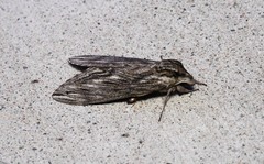Sphinx canadensis