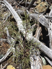 Cordylanthus pringlei