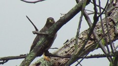 Accipiter striatus ventralis