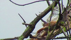 Accipiter striatus ventralis