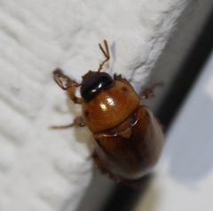 Cyclocephala pasadenae