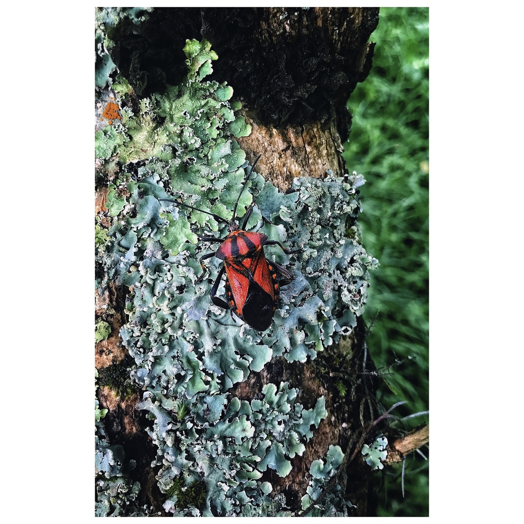Pachylis heteropus
