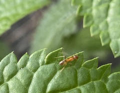 Dorymyrmex bureni