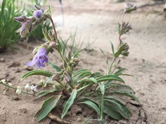 Penstemon breviculus