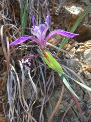 Iris macrosiphon