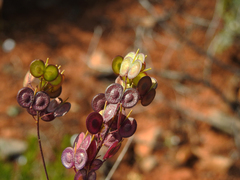 Biscutella valentina