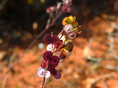 Biscutella valentina