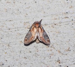 Notodonta scitipennis