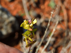 Biscutella valentina