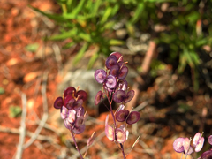 Biscutella valentina