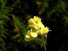 Biscutella valentina