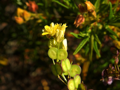 Biscutella valentina