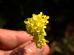 Biscutella valentina