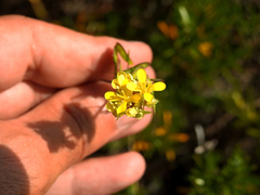 Biscutella valentina