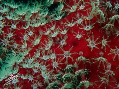 Alcyonium