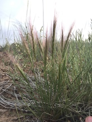 Elymus longifolius