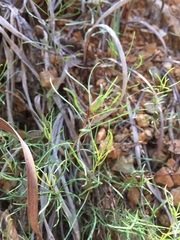 Erigeron serpentinus