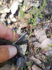 Githopsis diffusa diffusa