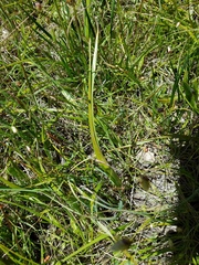 Calochortus uniflorus