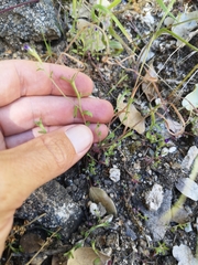 Githopsis diffusa diffusa