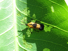 Oxychalepus balyanus
