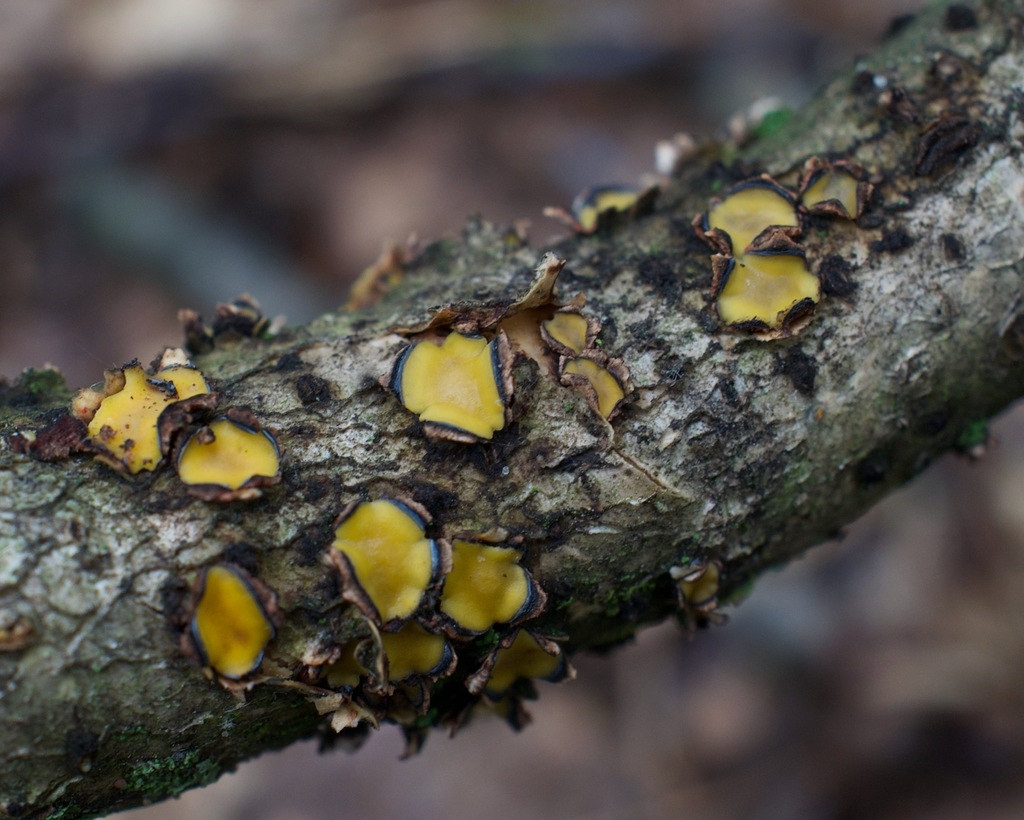 Coccomyces triangularis