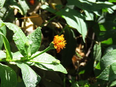 Lasianthaea macrocephala