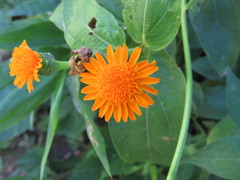 Lasianthaea macrocephala