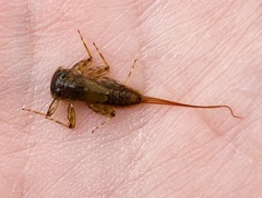 Ecdyonurus