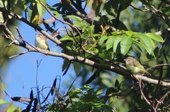 Vireo leucophrys