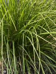 Carex virgata