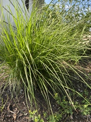 Carex virgata