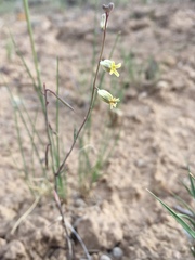 Streptanthus longirostris