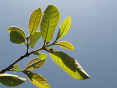 Psidium guineense