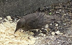 Sturnus vulgaris