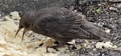 Sturnus vulgaris