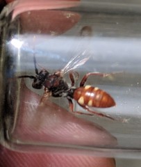 Nomada cuneata
