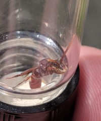 Nomada cuneata