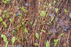 Dennstaedtia punctilobula