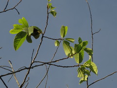 Frangula sphaerosperma