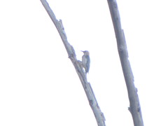 Melanerpes aurifrons
