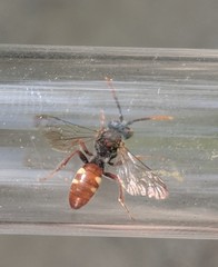 Nomada cuneata