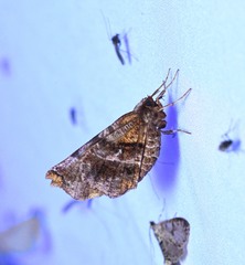 Selenia alciphearia