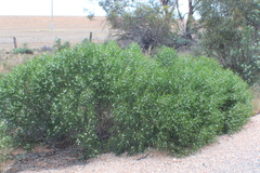 Myoporum platycarpum platycarpum