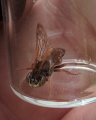 Nomada cuneata