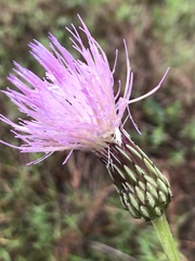 Cirsium lecontei