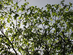 Frangula sphaerosperma