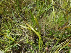 Calochortus uniflorus
